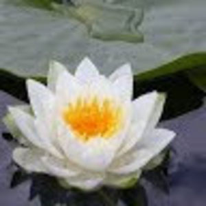 Meet your Posher, Marcela